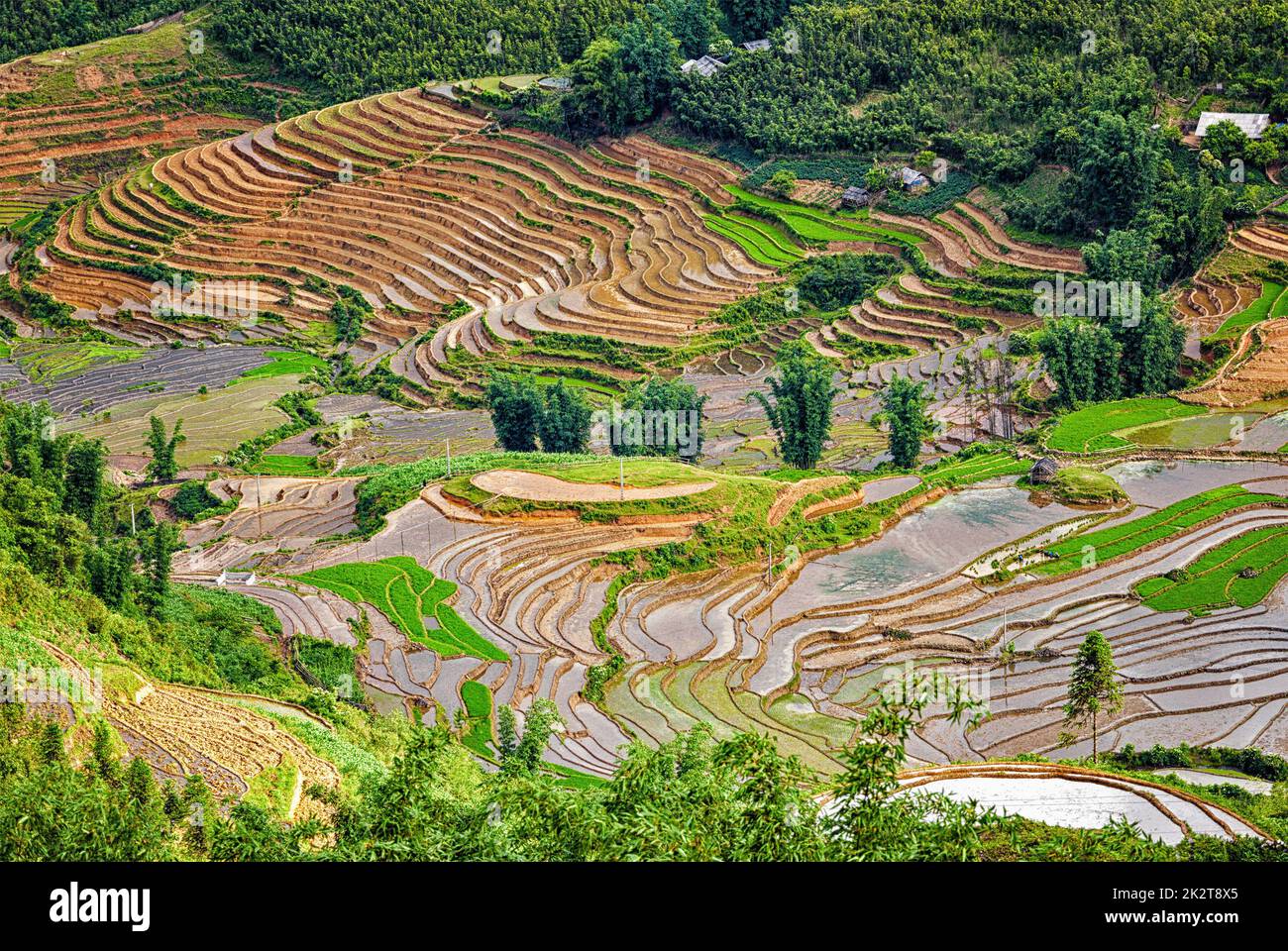 Rice field terraces. Near Sapa, Mui Ne Stock Photo