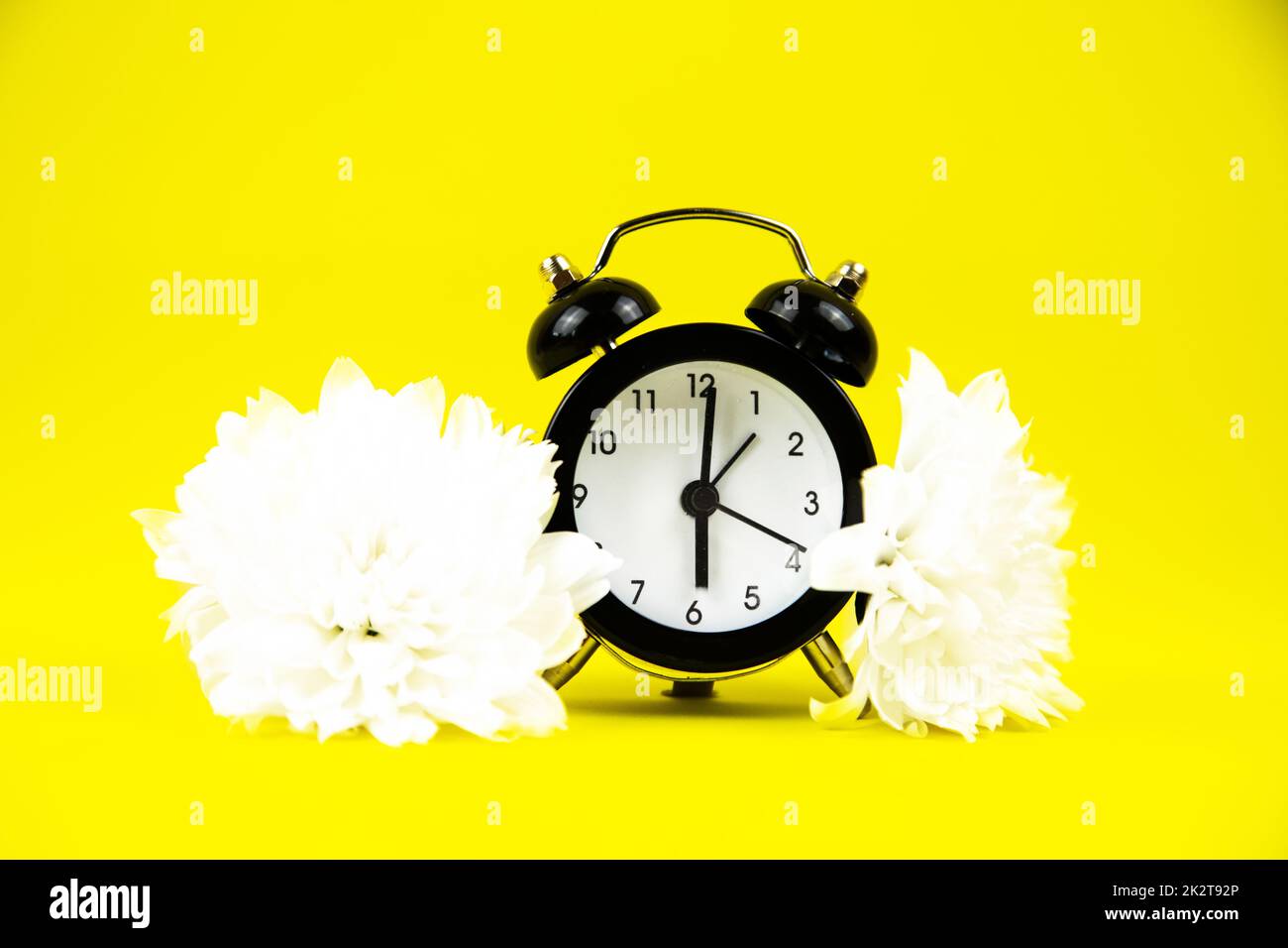 A black alarm clock with a white dial stands on a bright yellow background surrounded by white flowers Stock Photo