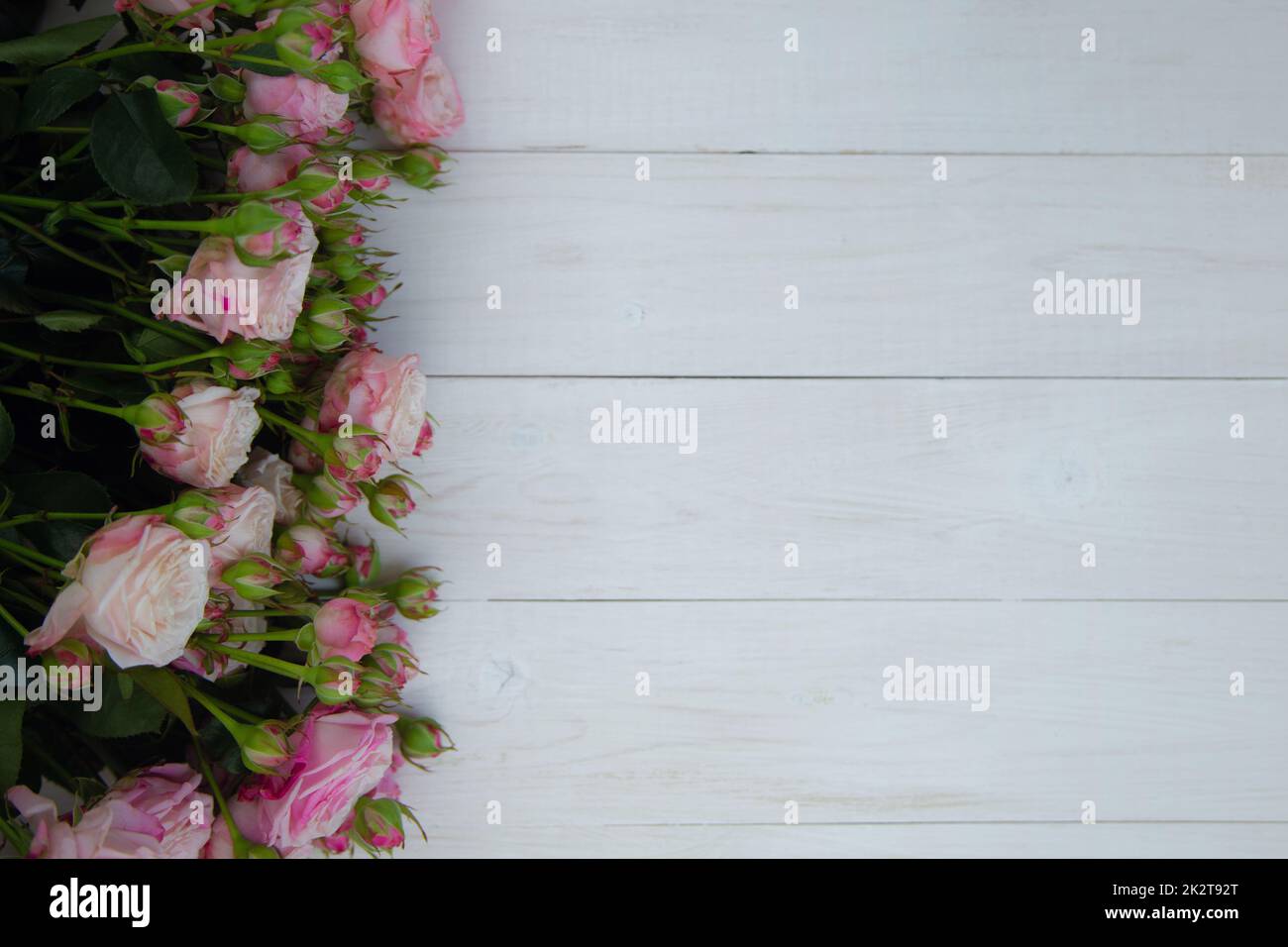 A large bouquet of pink roses blooming and buds lie on a white tree background with a place for text Stock Photo