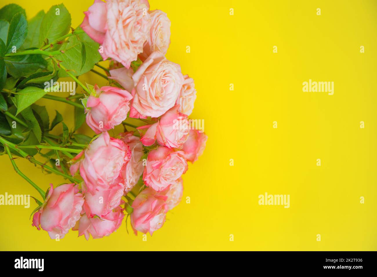 A large bouquet of pink roses lies on a yellow background with a place for text Stock Photo