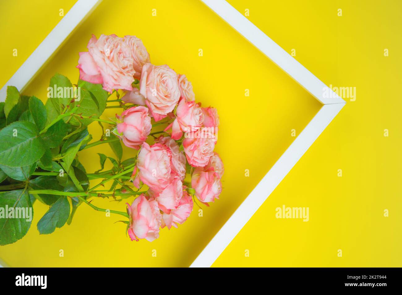 On a bright yellow background there is a white frame and a bouquet of pink roses in it Stock Photo