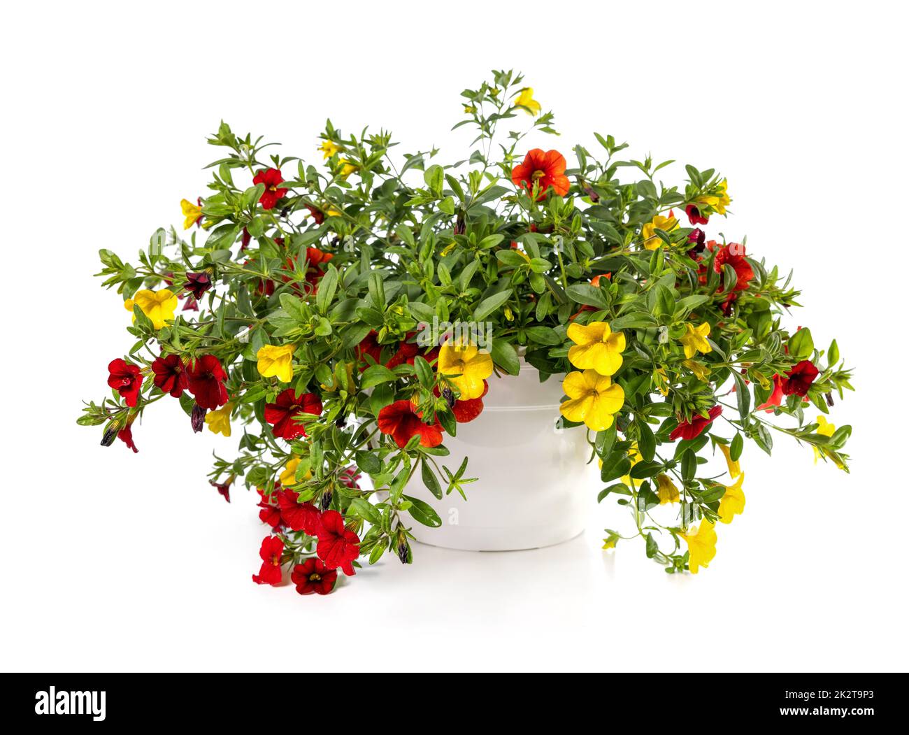 red and yellow million bells flowers in basket isolated on white background. calibrachoa Stock Photo