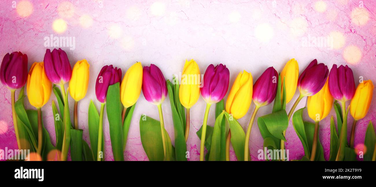 Tulips Hd Facebook Covers