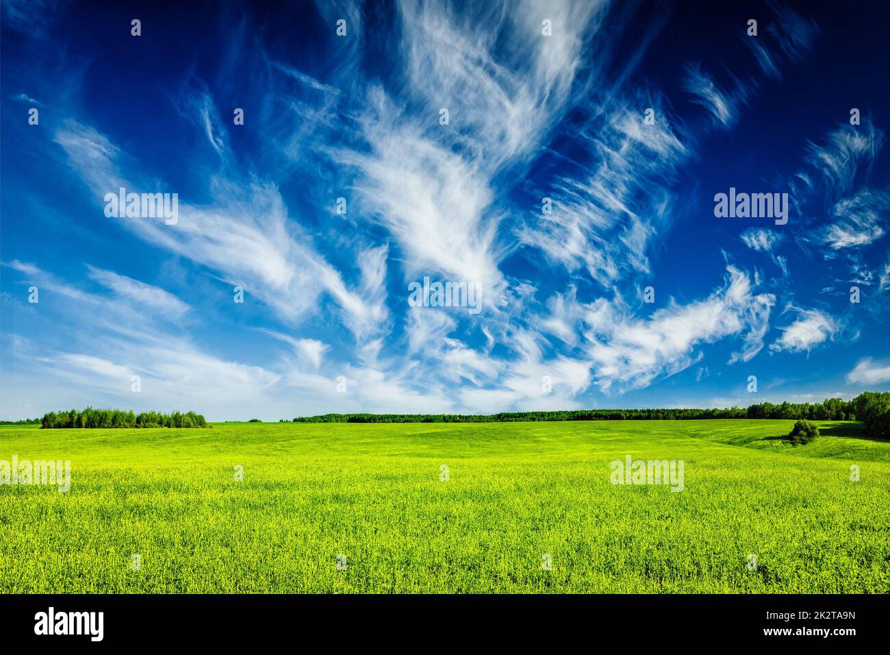 Spring summer green field scenery lanscape Stock Photo