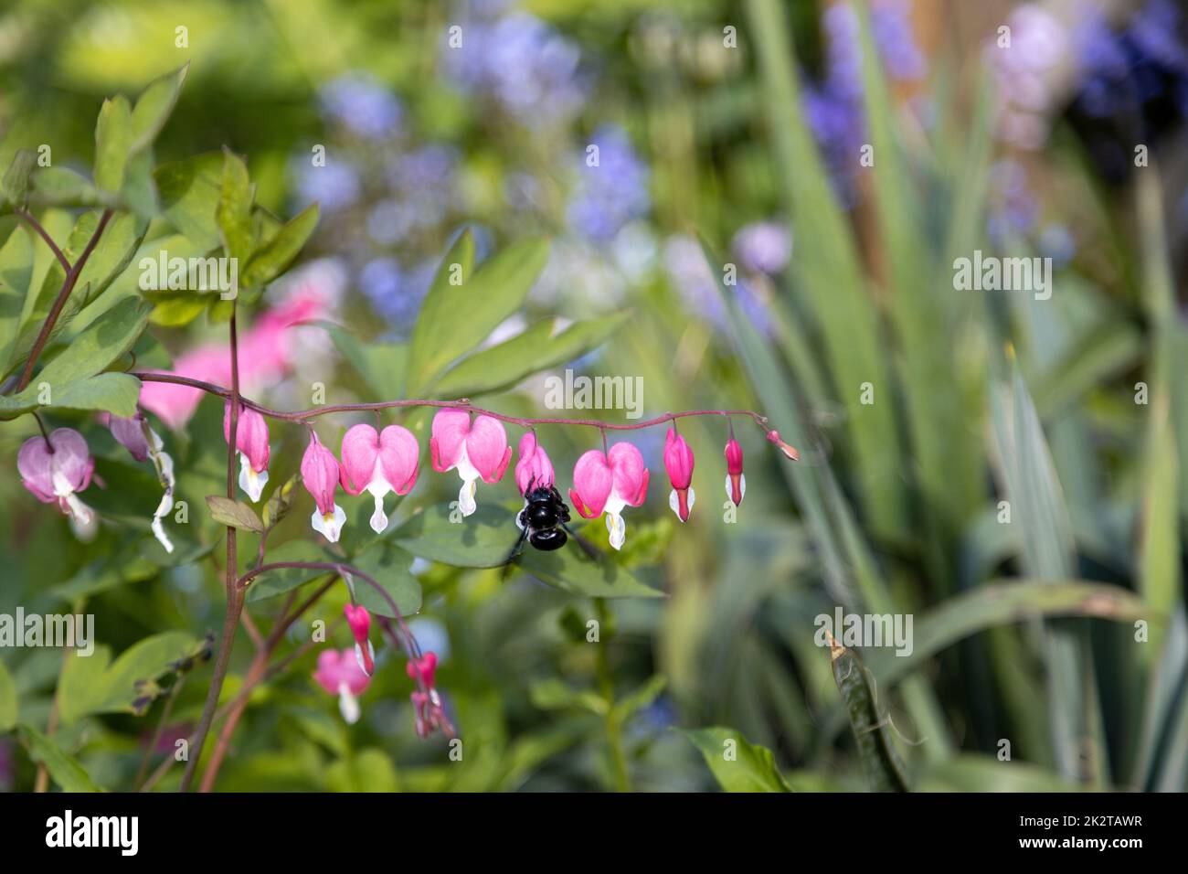 A blue wood bee searches for pollen on a heart flower,Lamprocapnos spectabilis. Stock Photo