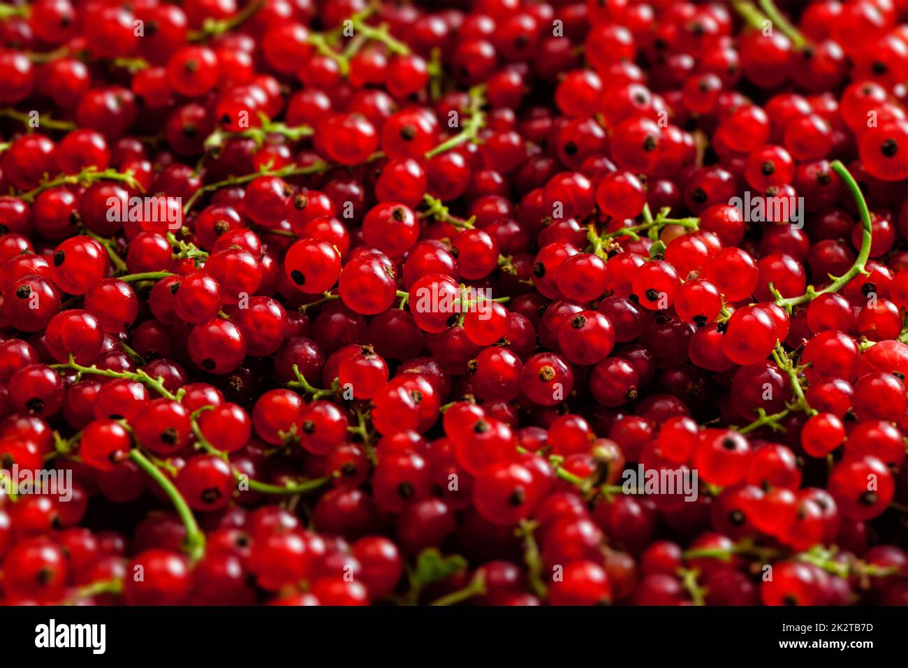 Redcurrant close up Stock Photo