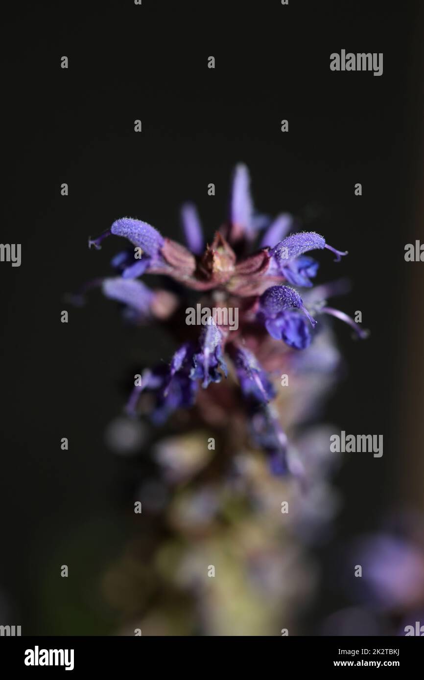 Flower blossoming salvia nemorosa family lamiaceae close up botanical background high quality big size print home decor agricultural plants Stock Photo
