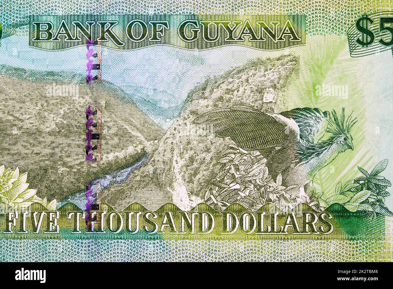 Guyana's Rainforest and National Bird from money - Dollars Stock Photo