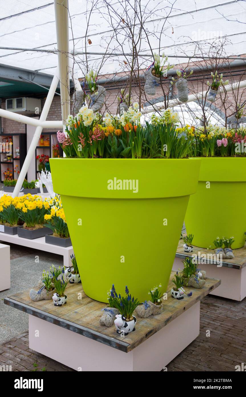 White and yellow daffodils, tulips in green pot, Keukenhof Park, Lisse