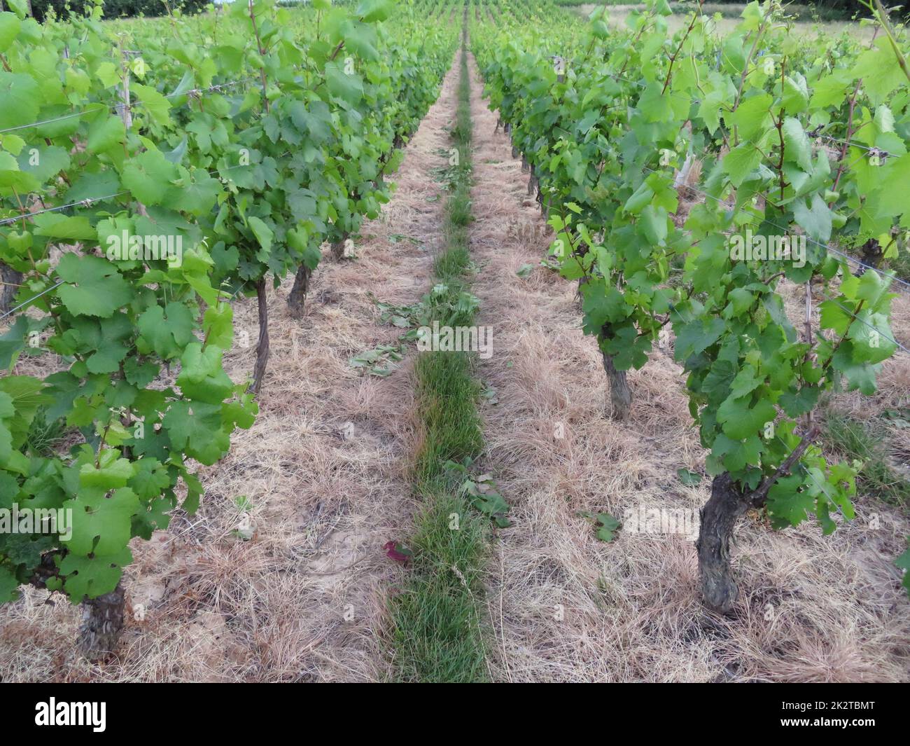beautiful French vineyard vines wine cultivation nature ecology Stock