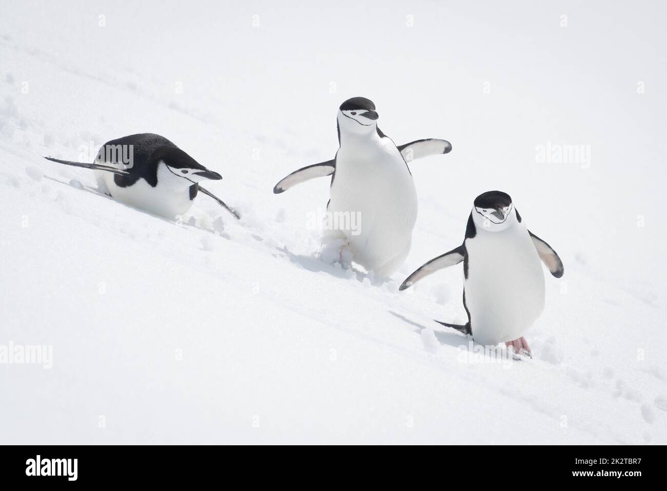 penguin sliding on belly clipart