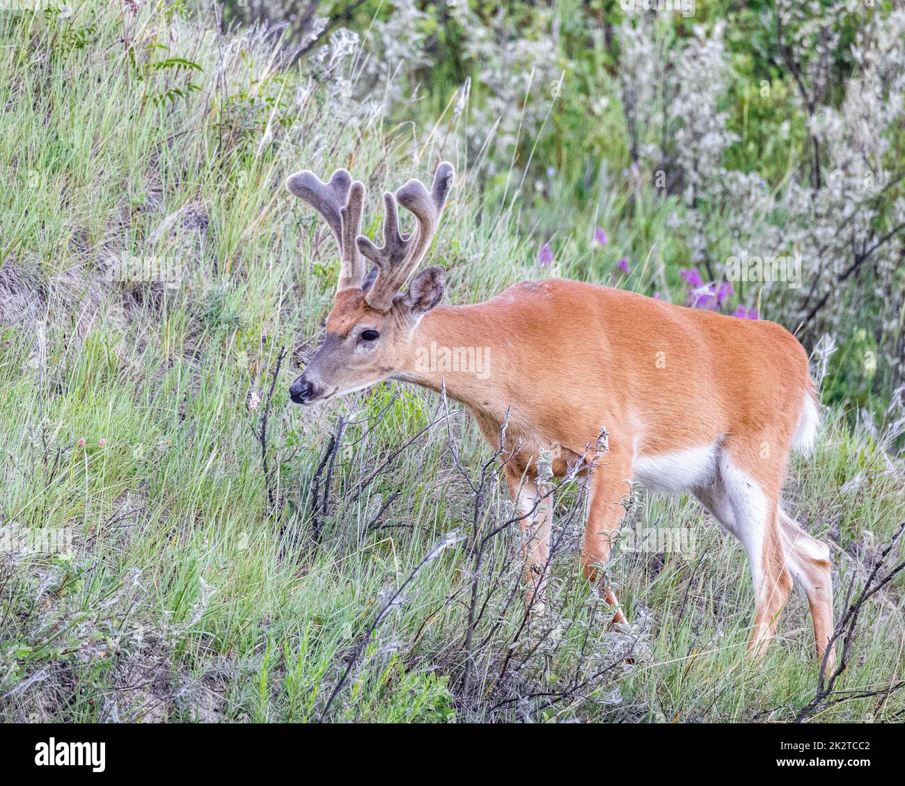 Key Edger An adult key deer foraging on a grassland Stock Photo - Alamy