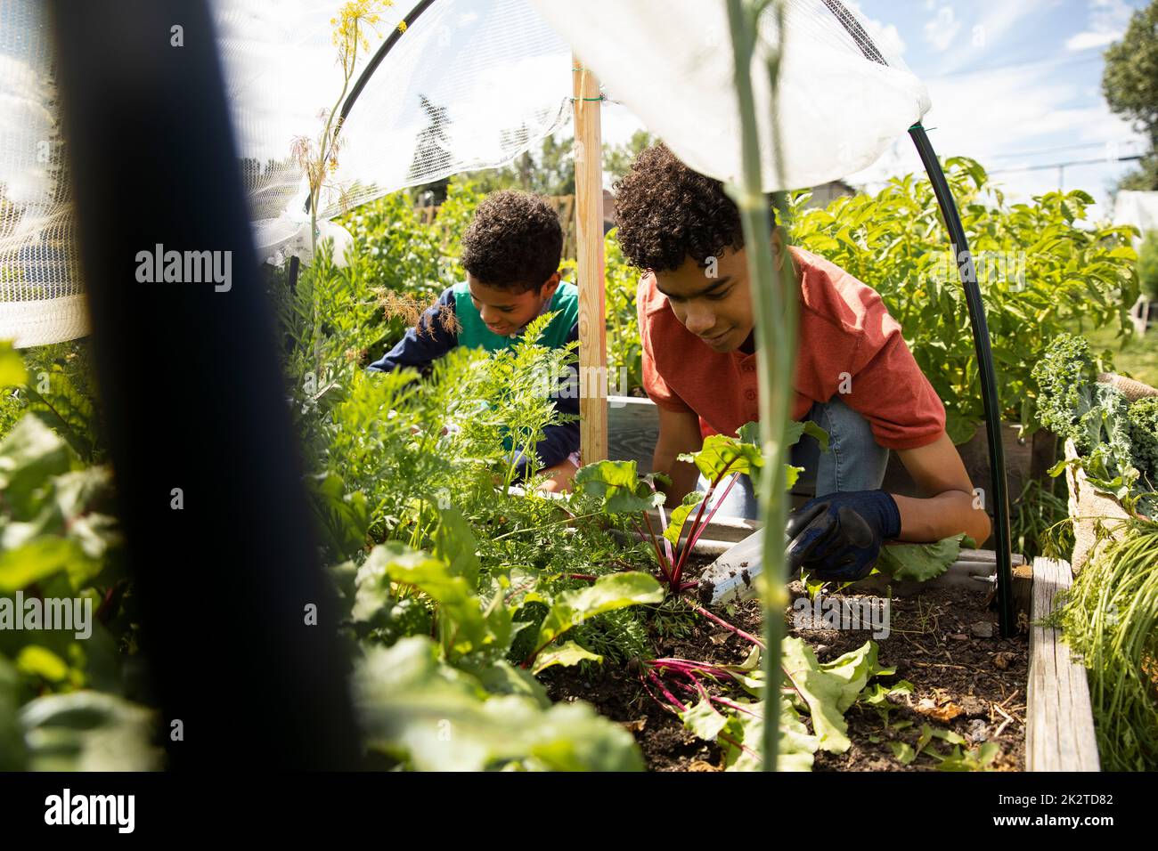 Boys growing vegetables in planter box Stock Photo Alamy