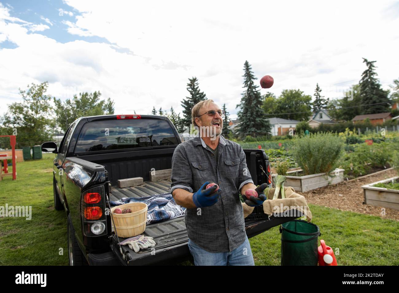 Portrait of senior man juggling potatoes at rear of pickup truck Stock