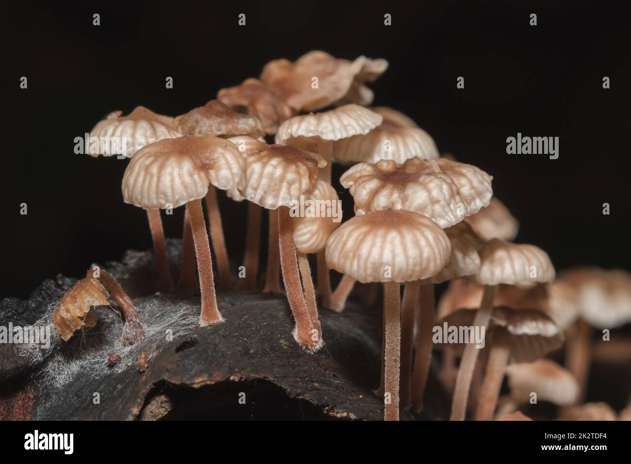 A small white mushroom in the forest on the trunk of the bark Stock Photo