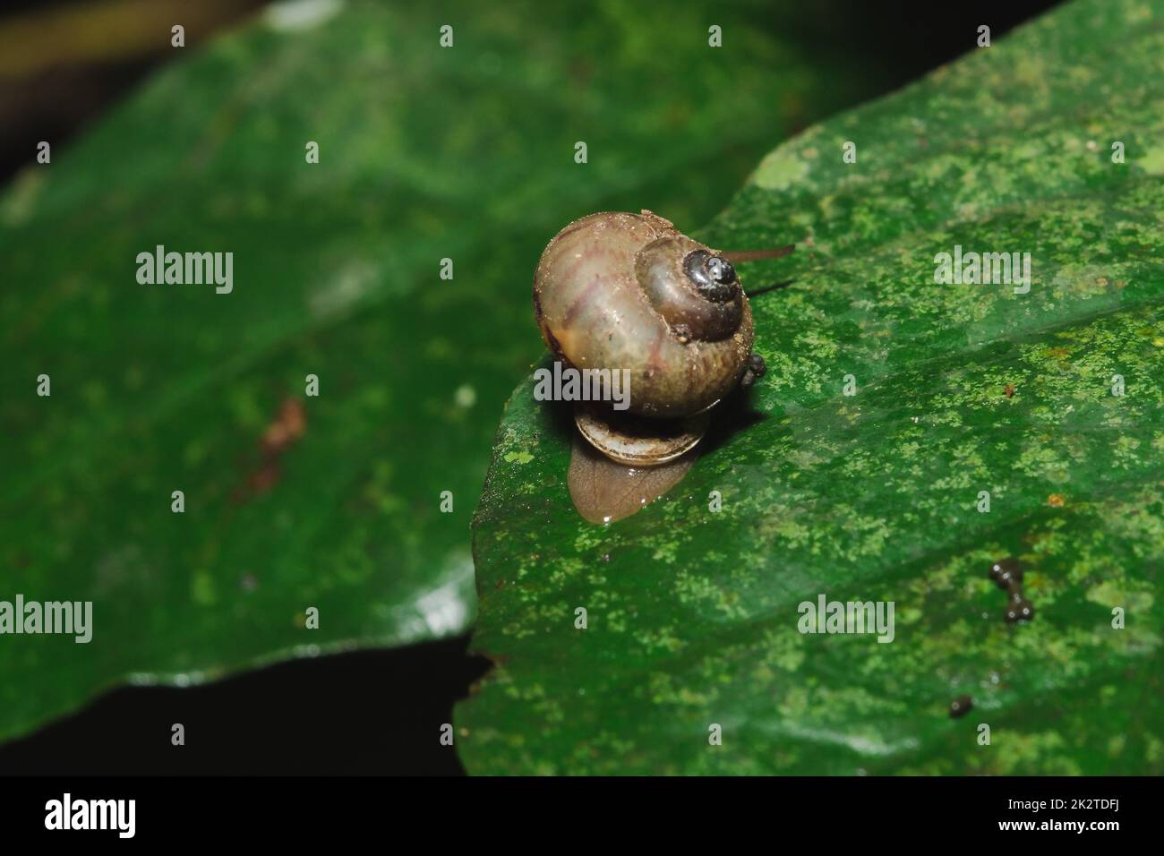 Nature harmony hi-res stock photography and images - Alamy