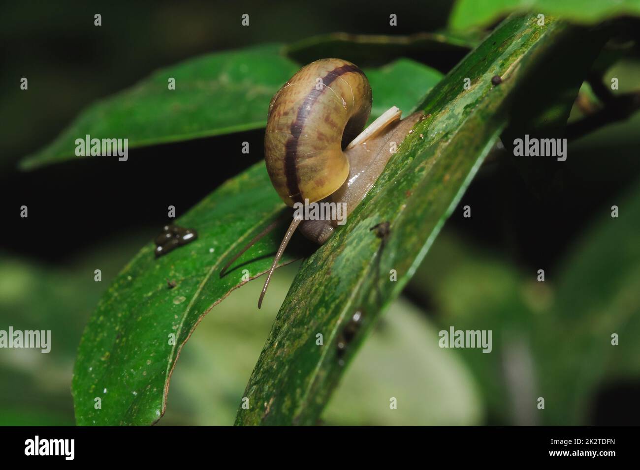 Snail on a leaf in harmony with nature Stock Photo - Alamy