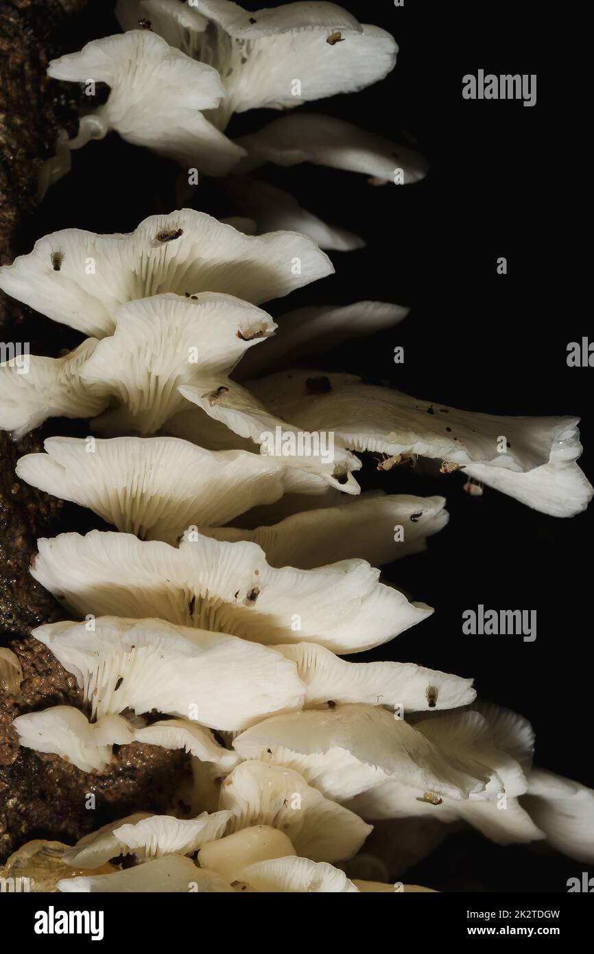 A small white mushroom in the forest on the trunk of the bark Stock Photo