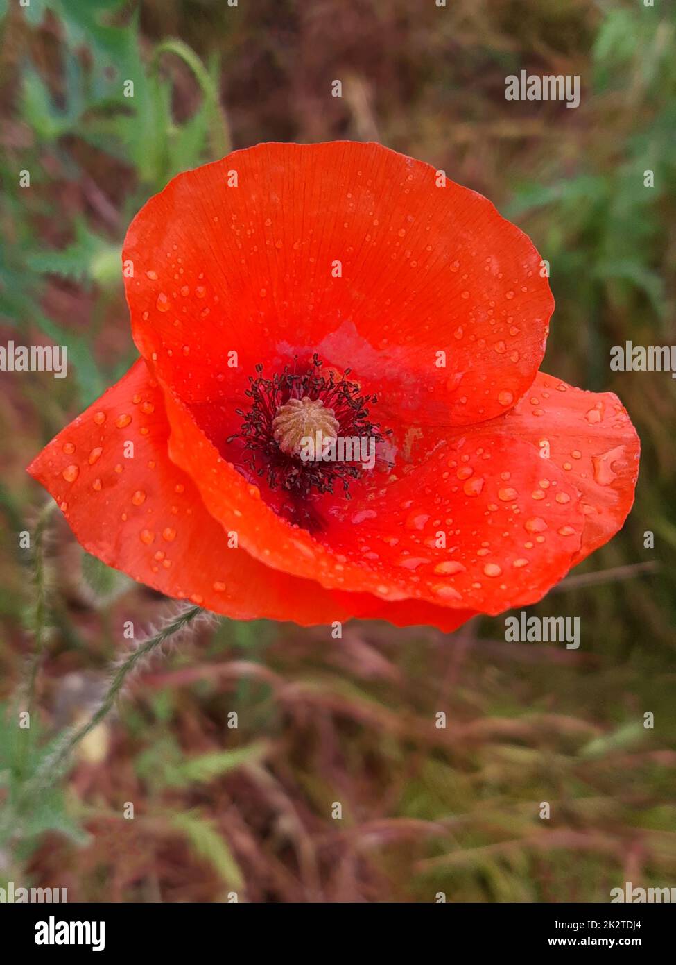 Red poppy flower after rain close up Stock Photo - Alamy