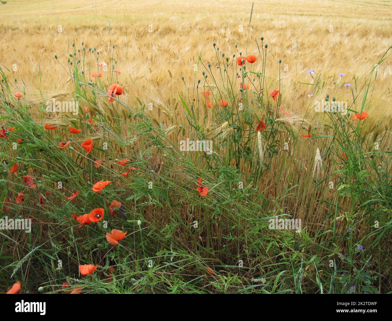 Corn grass weeds hi-res stock photography and images - Alamy