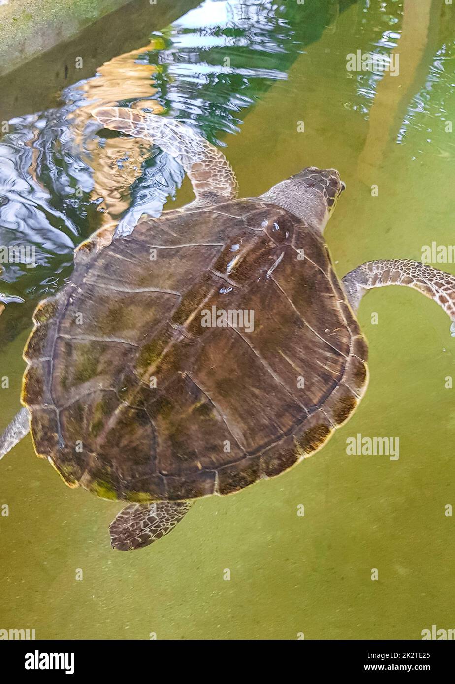 Green sea turtle hawksbill sea turtle loggerhead sea turtle swims. Stock Photo