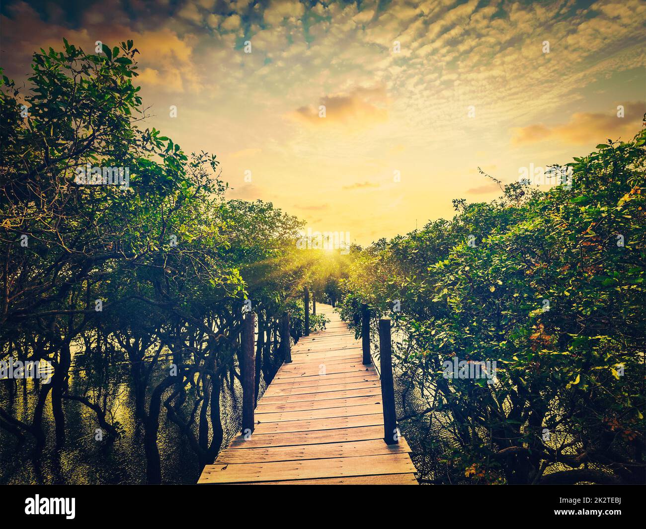 Wooden bridge in flooded rain forest of mangrove trees Stock Photo