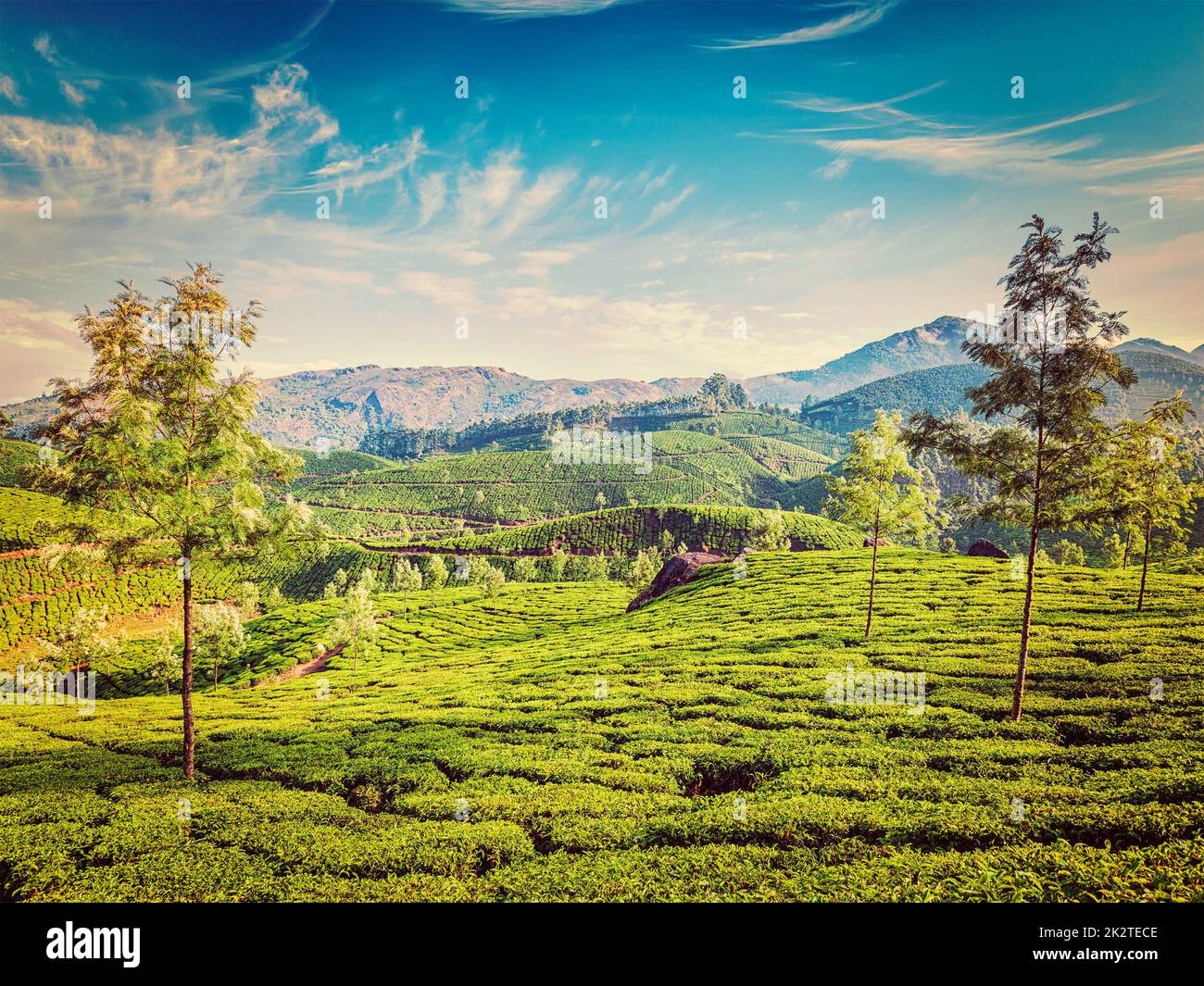 Beautiful Green Tea Plantations Hi res Stock Photography And Images Alamy Beautiful Green Tea Plantations Hi res Stock Photography And Images Alamy