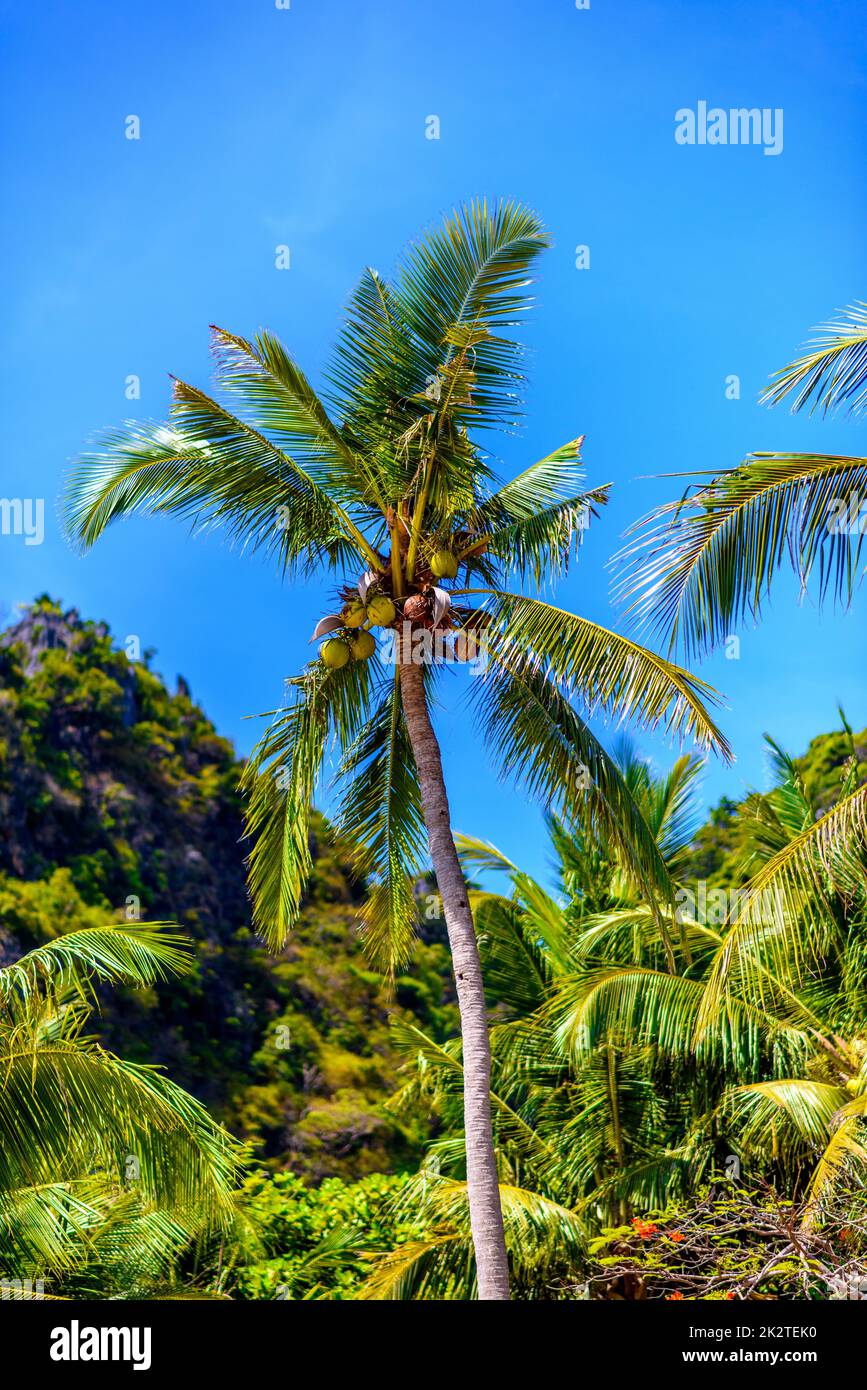 Coconut palm with coconuts with a blue sky, Railay beach west, A Stock Photo