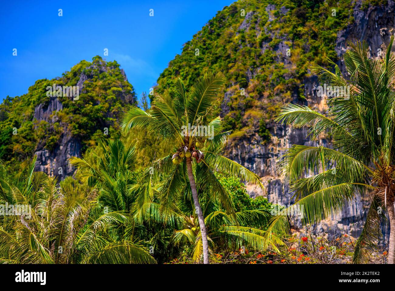 Coconut palm with coconuts with a blue sky, Railay beach west, A Stock Photo