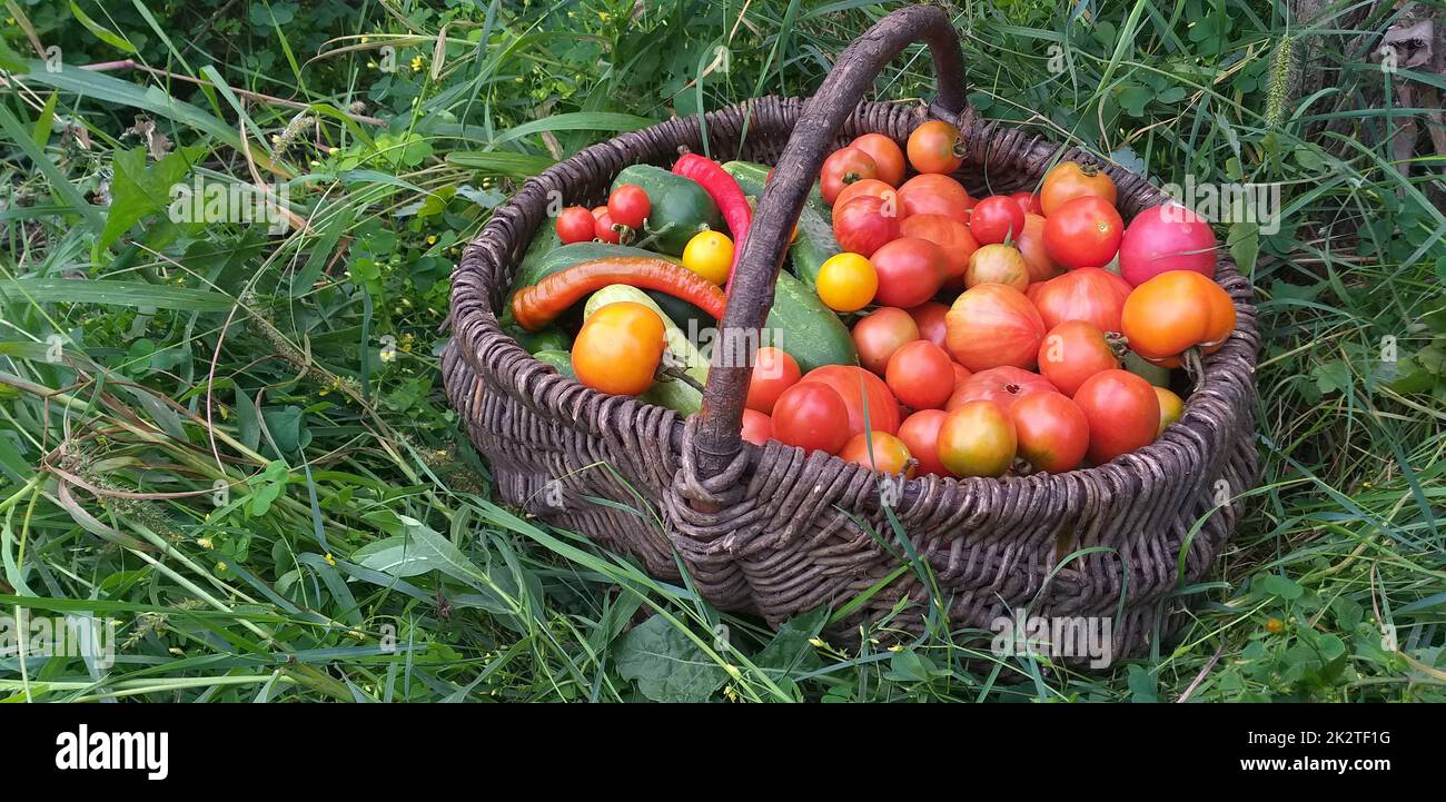 a wicker basket with a harvest of tomatoes, cucumbers, and peppers ...
