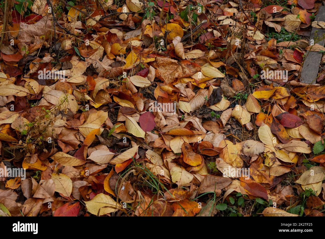 brown and red autumn leaves on the ground Stock Photo - Alamy