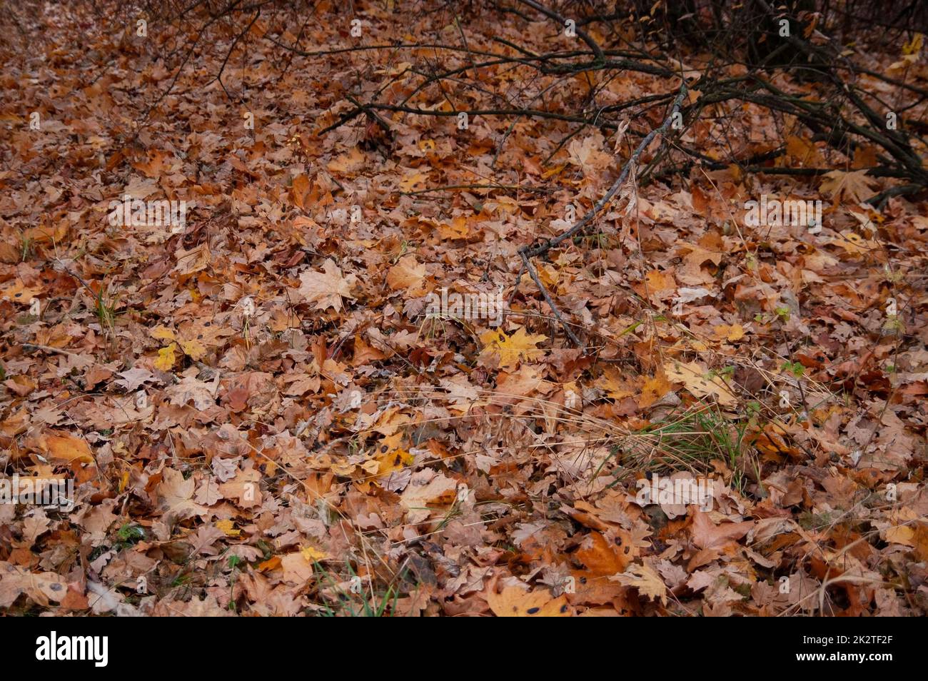brown and red autumn leaves on the ground Stock Photo - Alamy