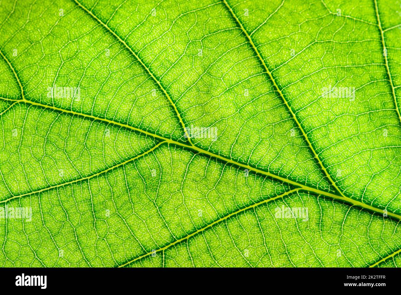 Green leaf close up Stock Photo