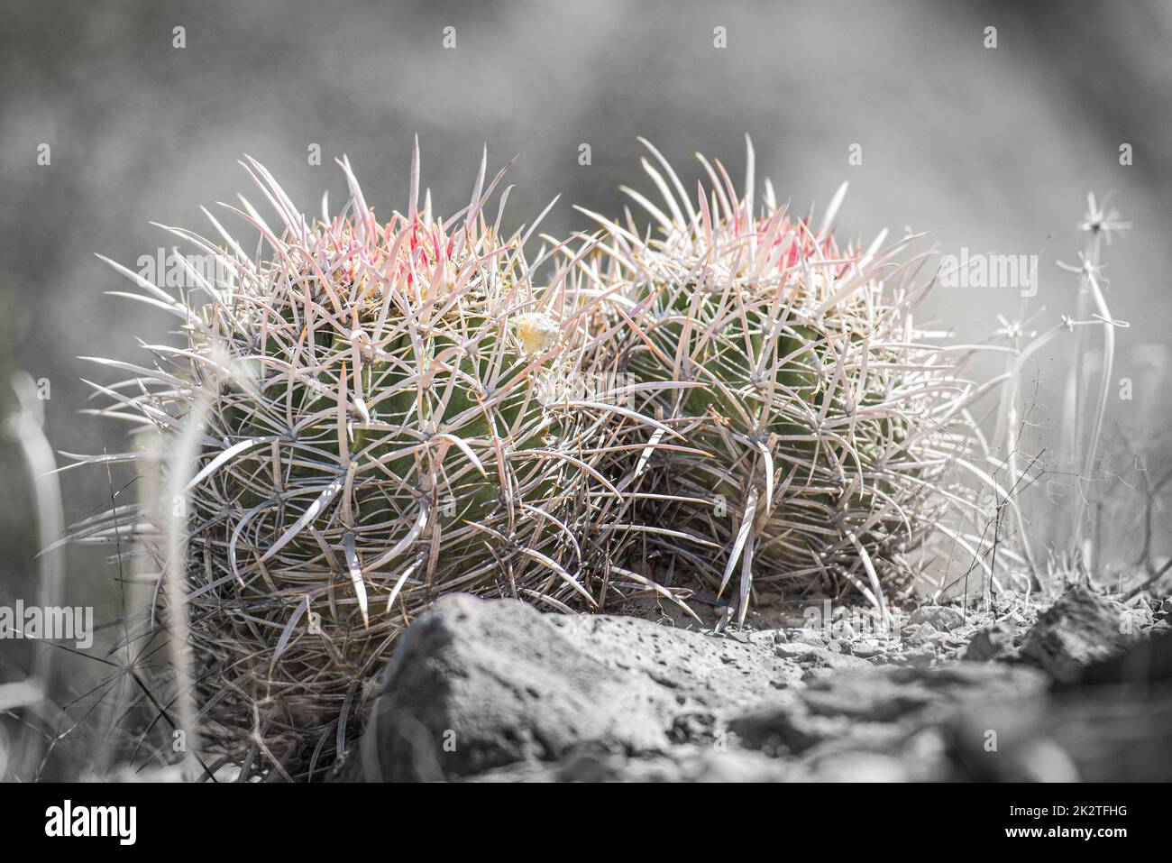 Red barrel cactus hi-res stock photography and images - Alamy
