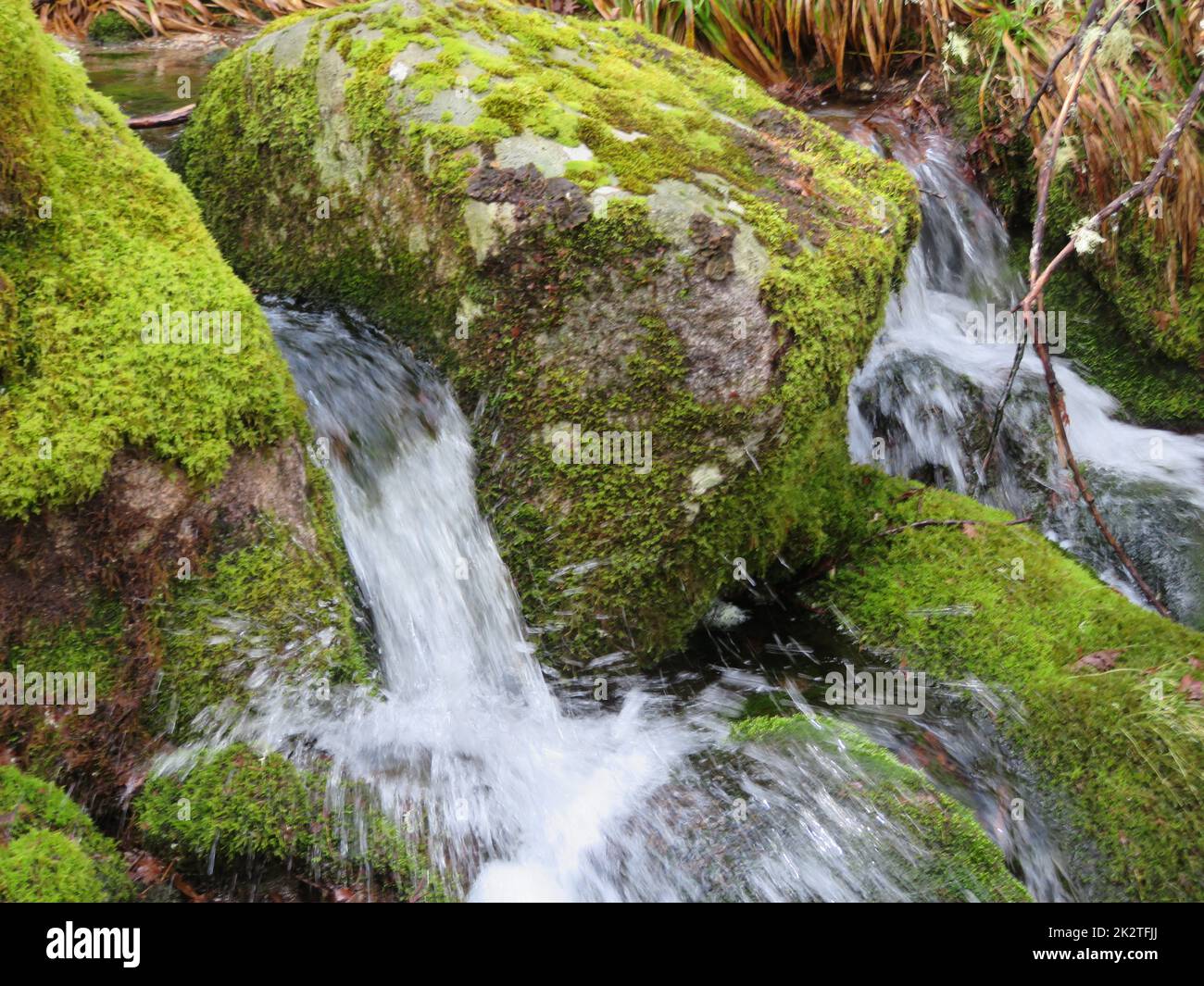 beautiful forest of trees rivers waterfalls water green moss moisture
