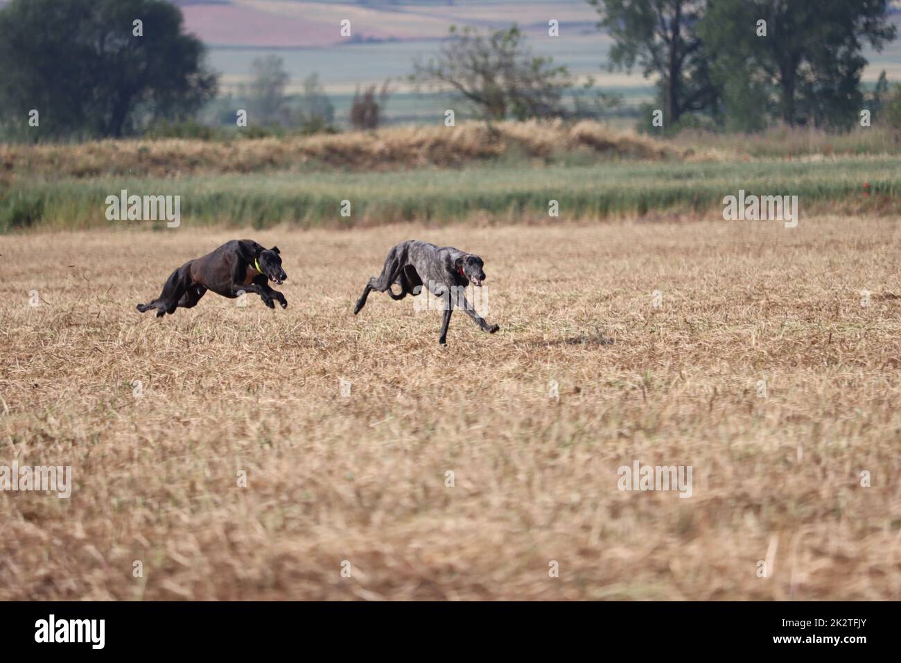 Spanish greyhound dog race hare hunting speed delivers passion Stock