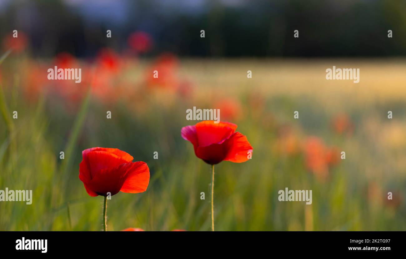 Crop field with poppy flowers in spring Stock Photo - Alamy