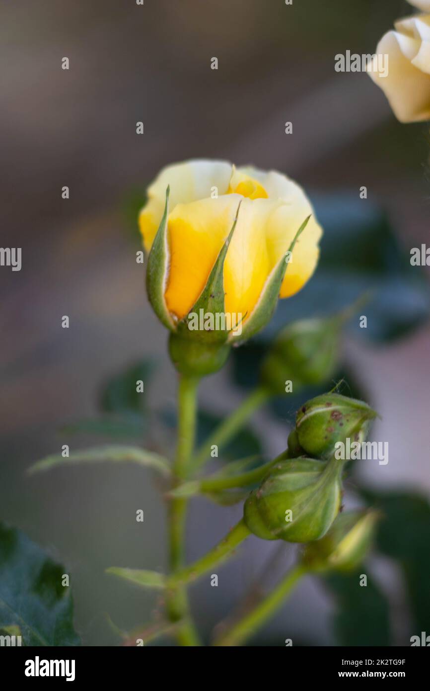 Yellow Rose flower growing in Italian countryside Stock Photo