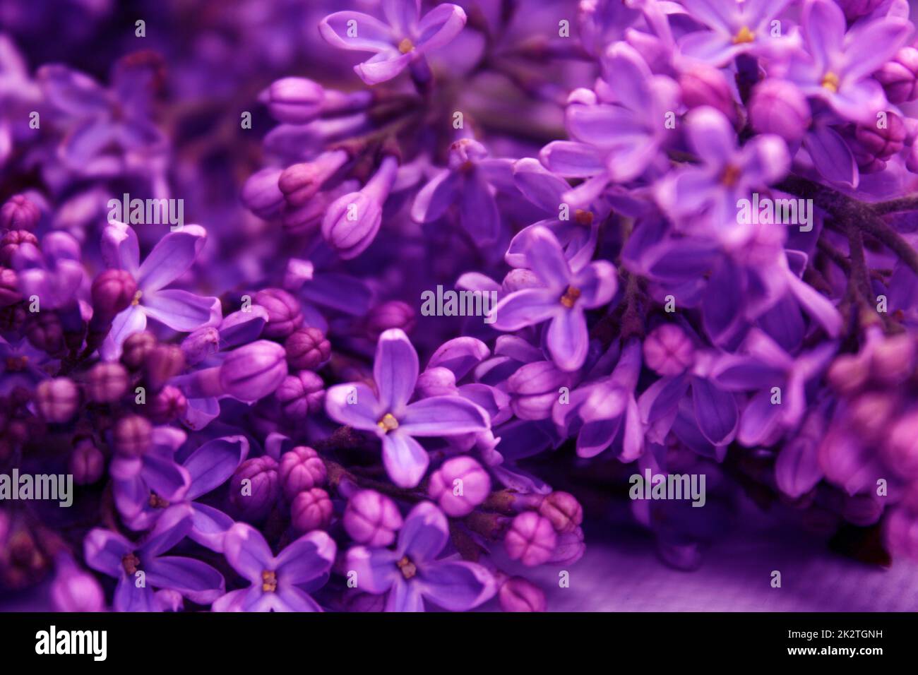 Lilac flowers in neon light. Stock Photo