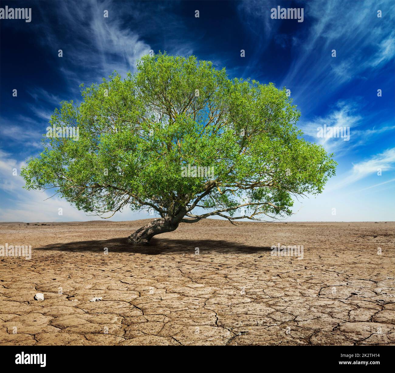 Lonely green tree on cracked earth Stock Photo