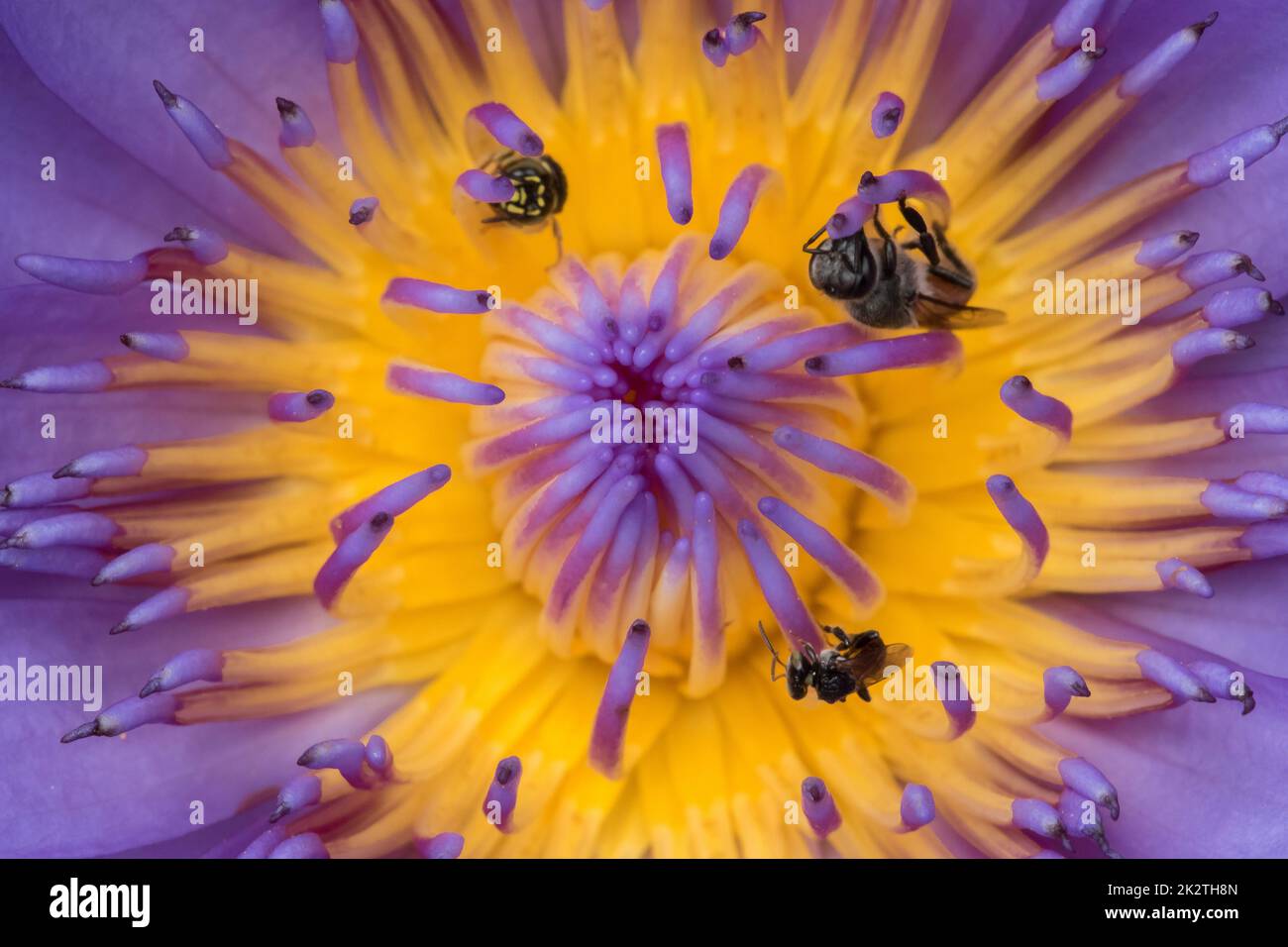 Pink lotus flower honey bee hi-res stock photography and images - Alamy