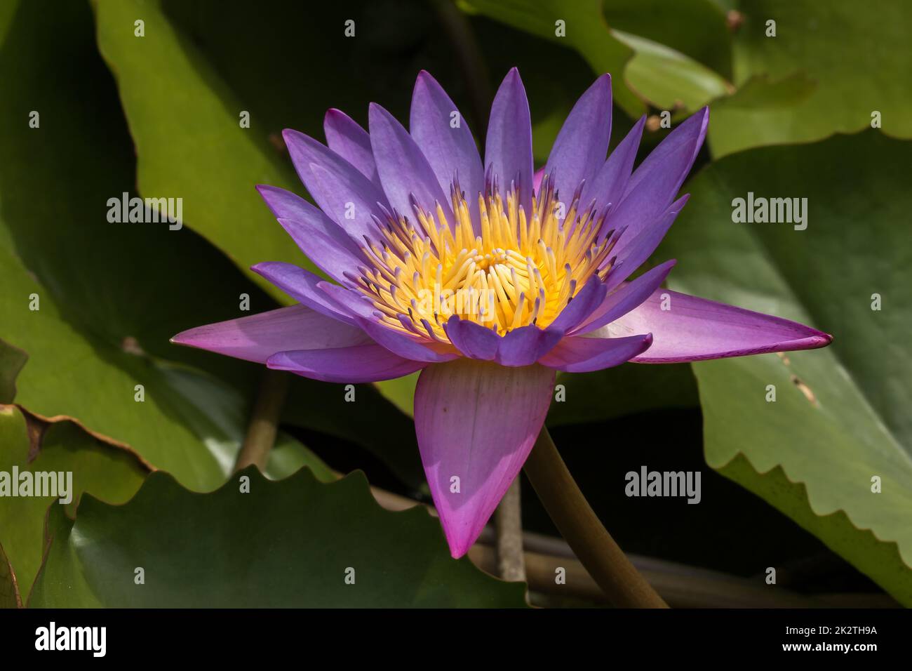 Purple lotus flower blooming in nature Stock Photo