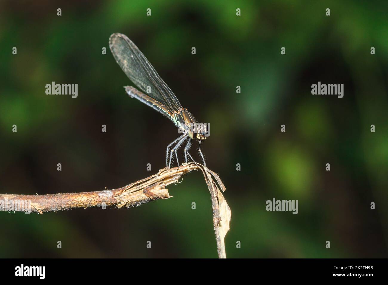 Green dragonfly On the branches in the natural forest Stock Photo - Alamy