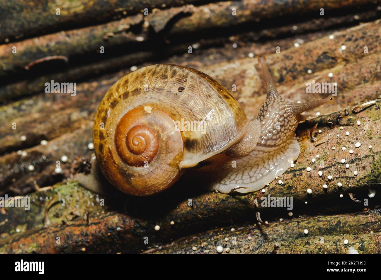 Snail on the tree in nature Snails are classified as invertebrates. Stock Photo