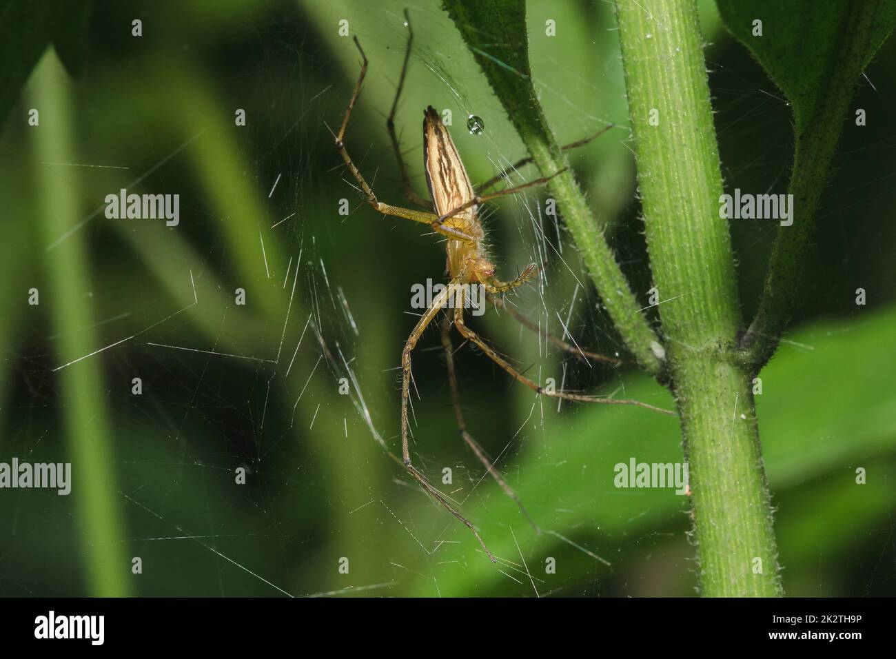 Lynx spider on a leaf in a natural forest Stock Photo - Alamy