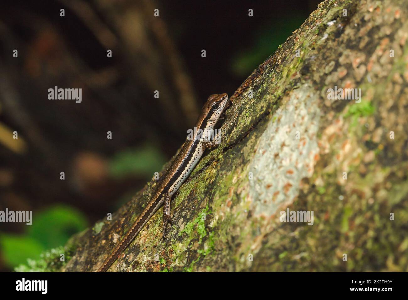 Skink is on trees that are commonly found in forests. Stock Photo