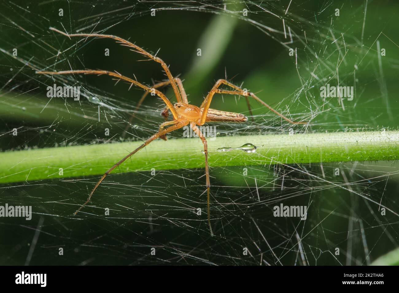 Lynx spider on a leaf in a natural forest Stock Photo - Alamy