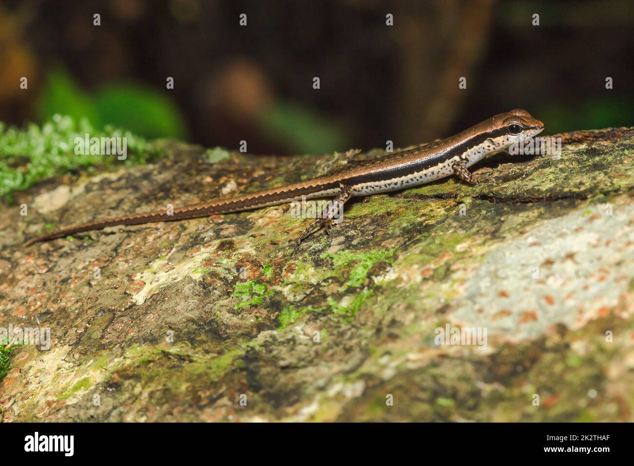 Skink is on trees that are commonly found in forests. Stock Photo