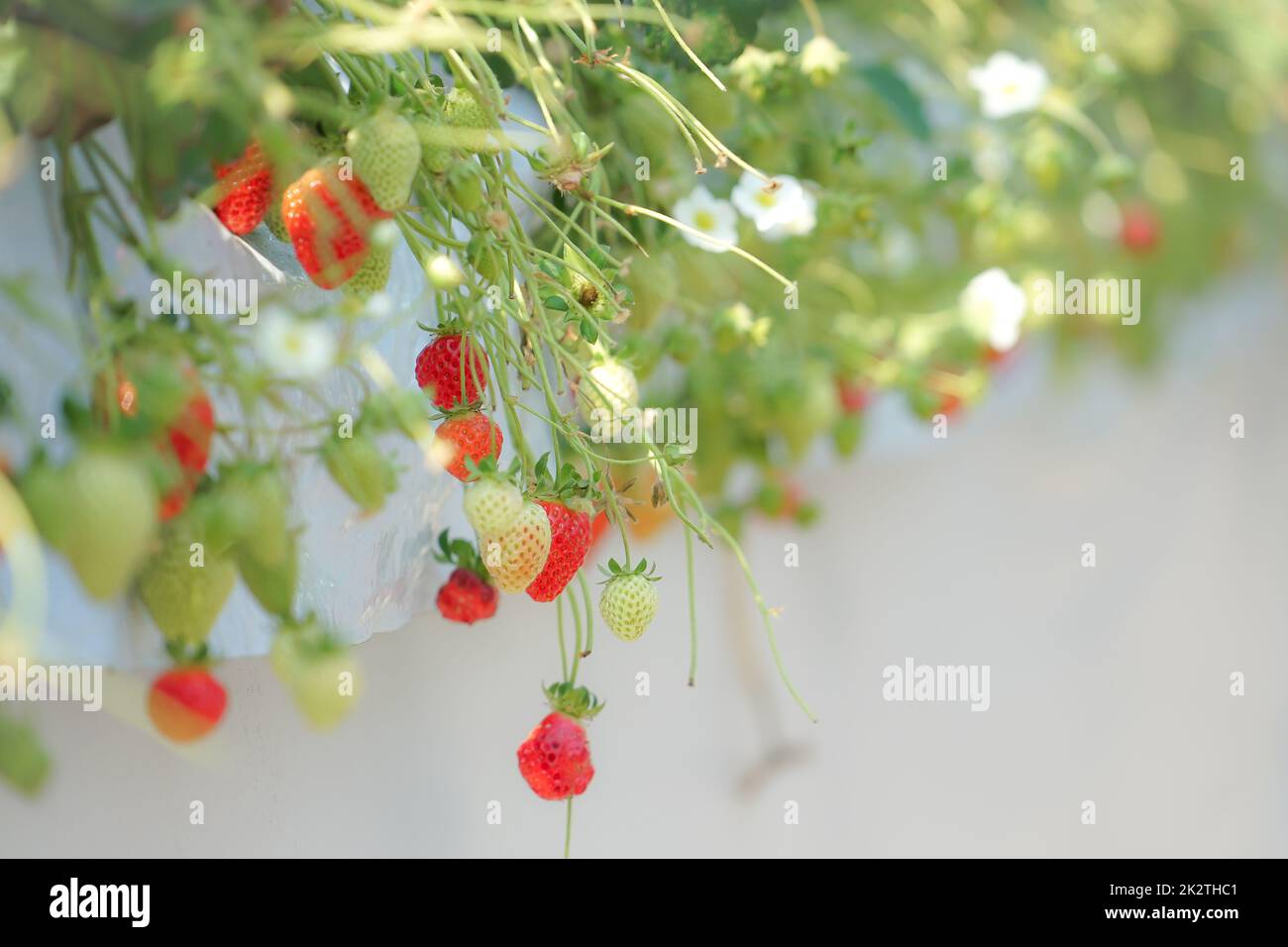Strawberry image Stock Photo