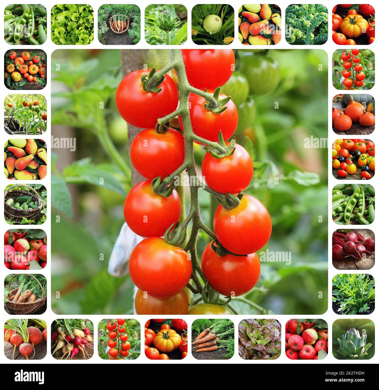 Collage of vegetables - products of vegetable garden. Healthy eating consept. Gardening background Stock Photo